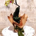 Orchid plant in pot – elegant indoor plant available in South Africa