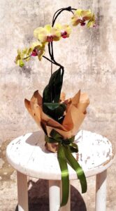 Orchid plant in pot – elegant indoor plant available in South Africa