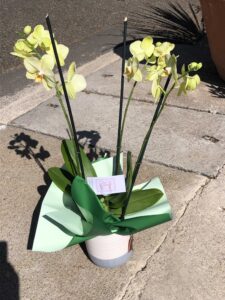 Orchid plant in pot – elegant indoor plant available in South Africa