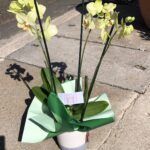 Orchid plant in pot – elegant indoor plant available in South Africa